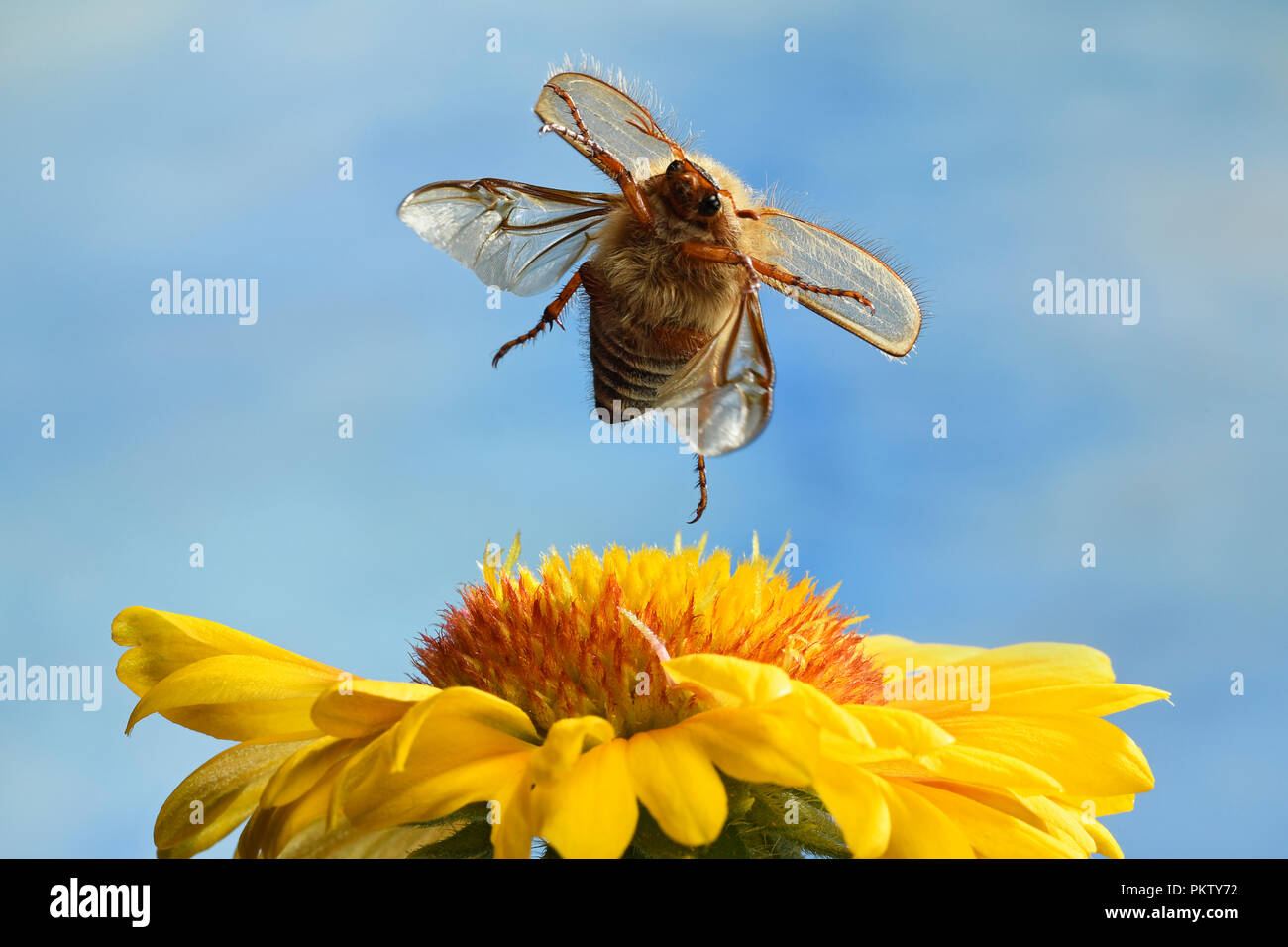 European June beetle (Amphimallon solstitiale), in flight, at a cockade flower, Germany Stock Photo