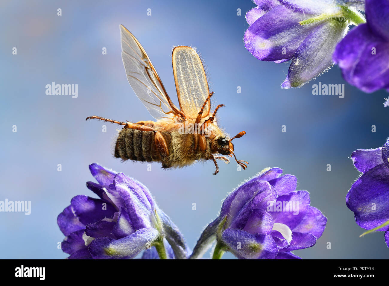 European June beetle (Amphimallon solstitiale), in flight, Germany Stock Photo