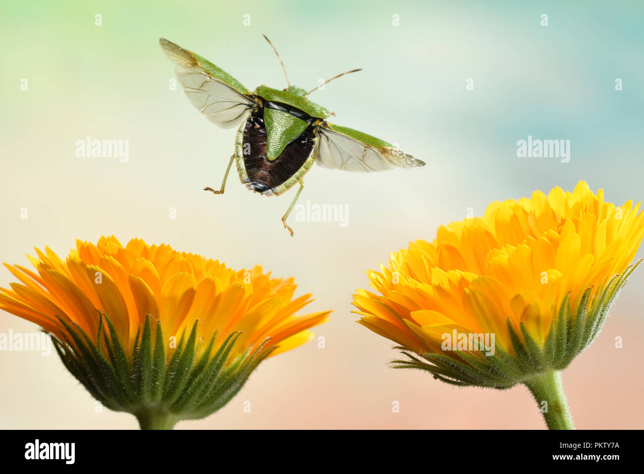 Green shield bug (Palomena prasina), in flight, Germany Stock Photo