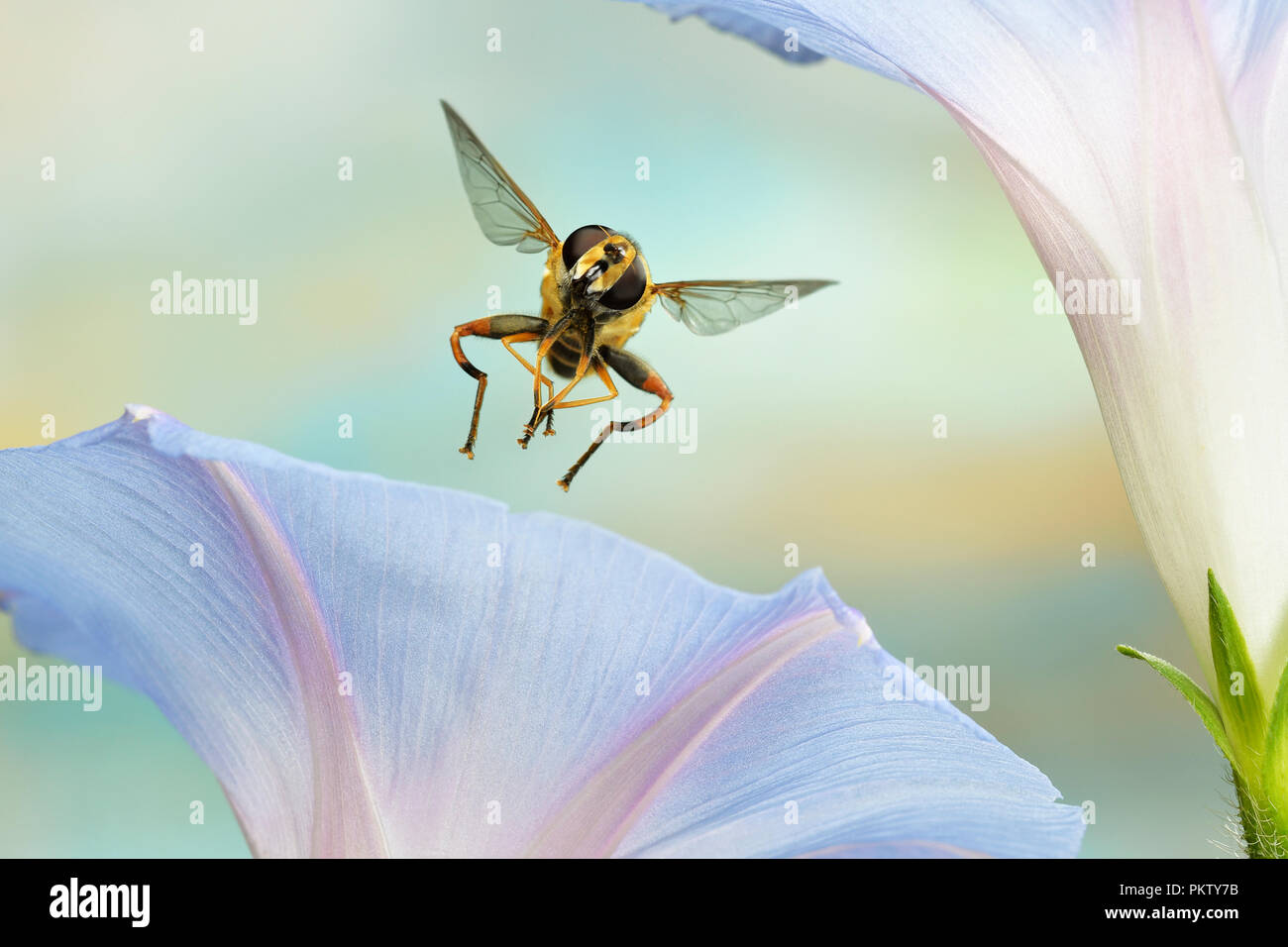 Large marsh hover fly (Helophilus trivittatus), in flight, at a morning glory, Germany Stock Photo
