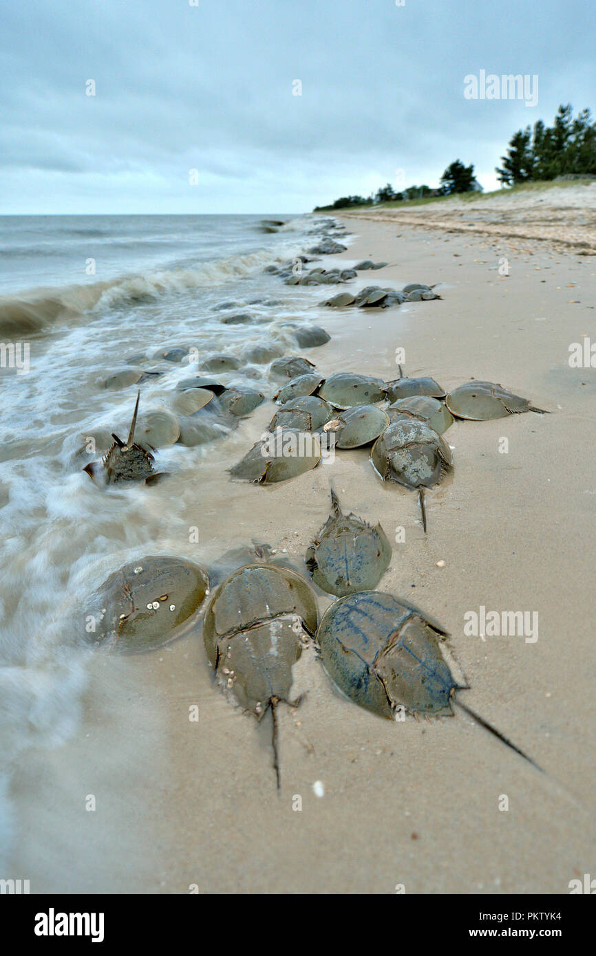Mating Atlantic Horseshoe Crabs High Resolution Stock Photography and