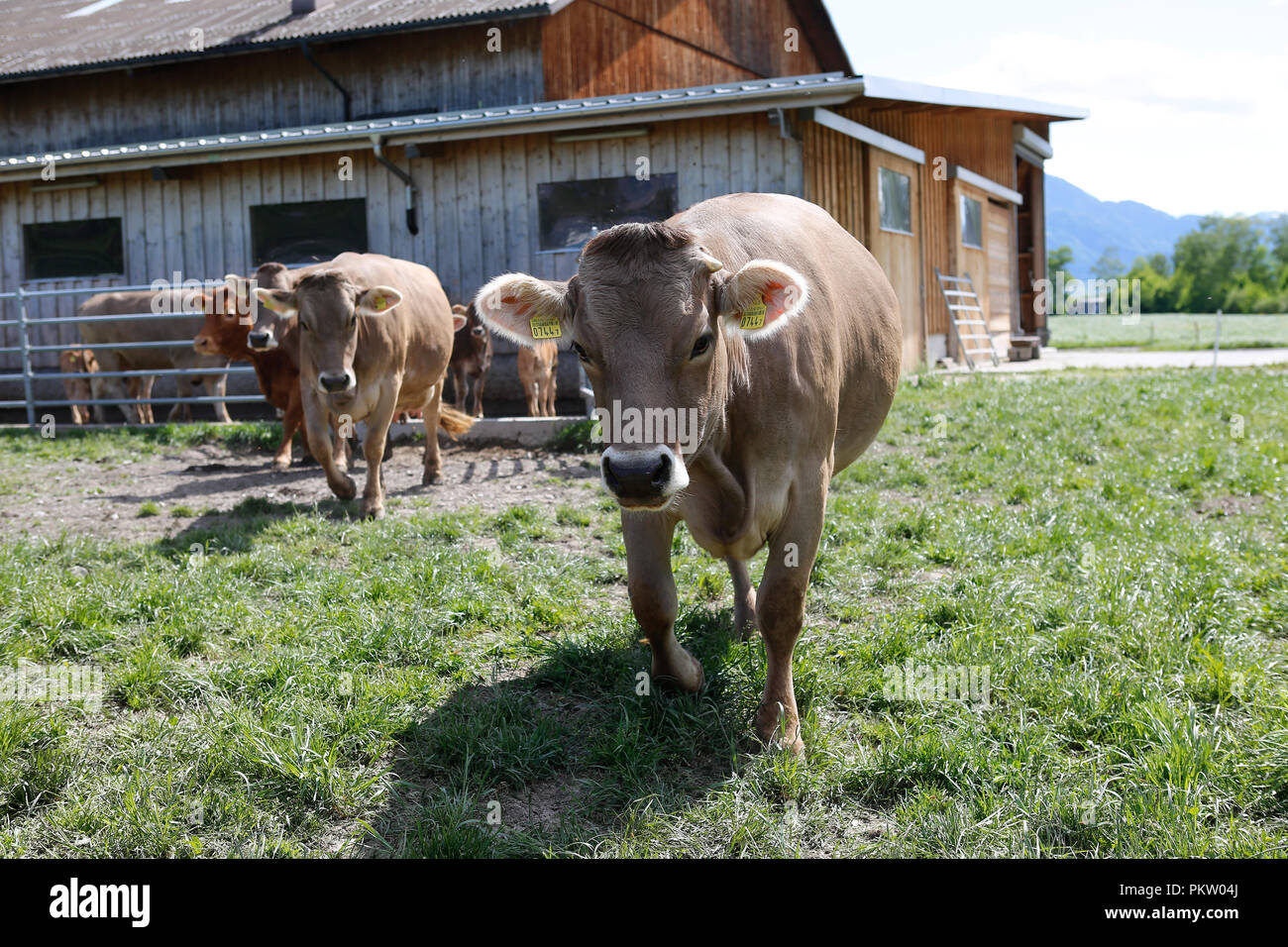 Europa Schweiz Sarganser Land Wangs Gonzen - Kühe grasen morgens auf der Weide an einem schönen Frühlingstag in der Schweiz Stock Photo