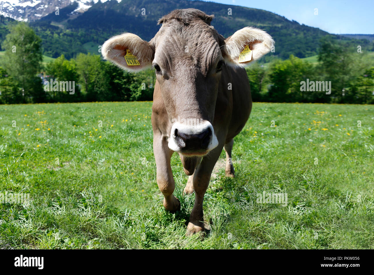 Europa Schweiz Sarganser Land Wangs Gonzen - neugieriges Muttertier morgens auf der Weide an einem schönen Frühlingstag in der Schweiz Stock Photo