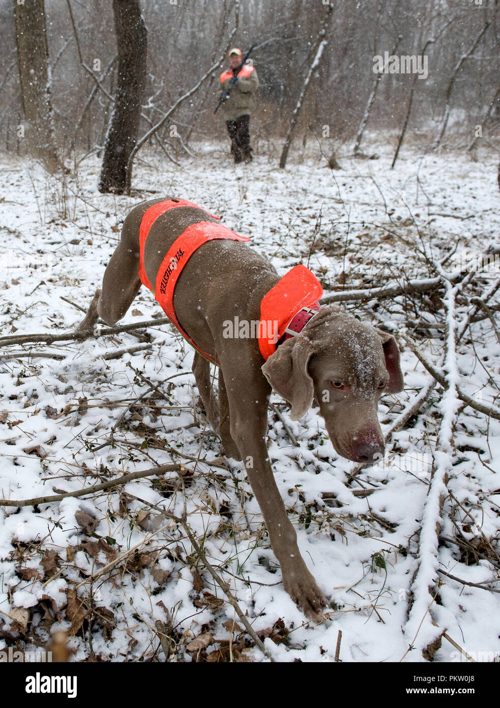Upland game bird hunting in G. Thompson Wildlife Management Area in