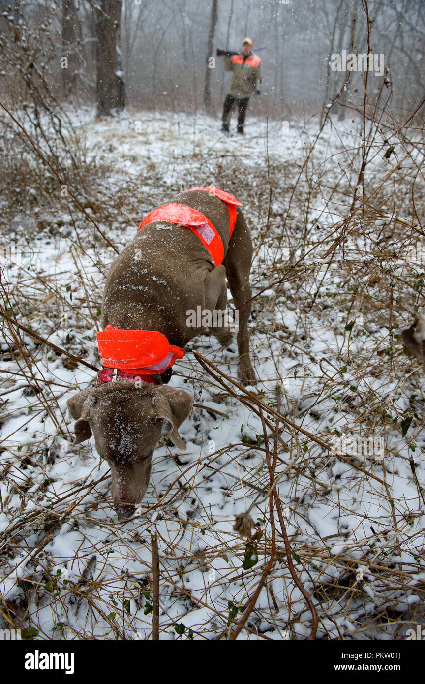 Upland game bird hunting in G. Thompson Wildlife Management Area in