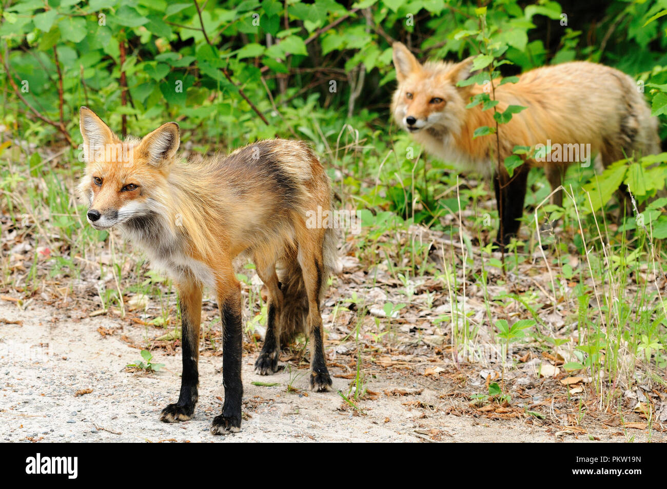 Red Fox male and female enjoying its surrounding. Stock Photo