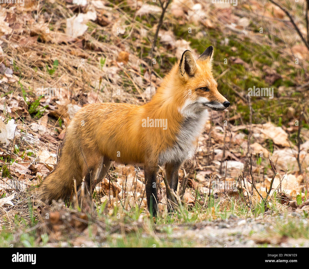 Red Fox animal with foliage background in its surrounding and environment displaying its fur, bushy tail. Stock Photo