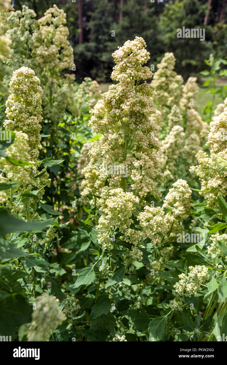 Quinoa, Chenopodium quinoa ' Tenuco ' Stock Photo