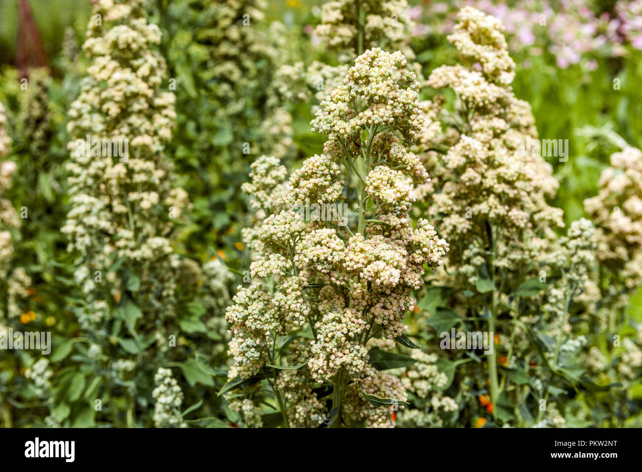 Quinoa, Chenopodium quinoa " Tenuco " Stock Photo