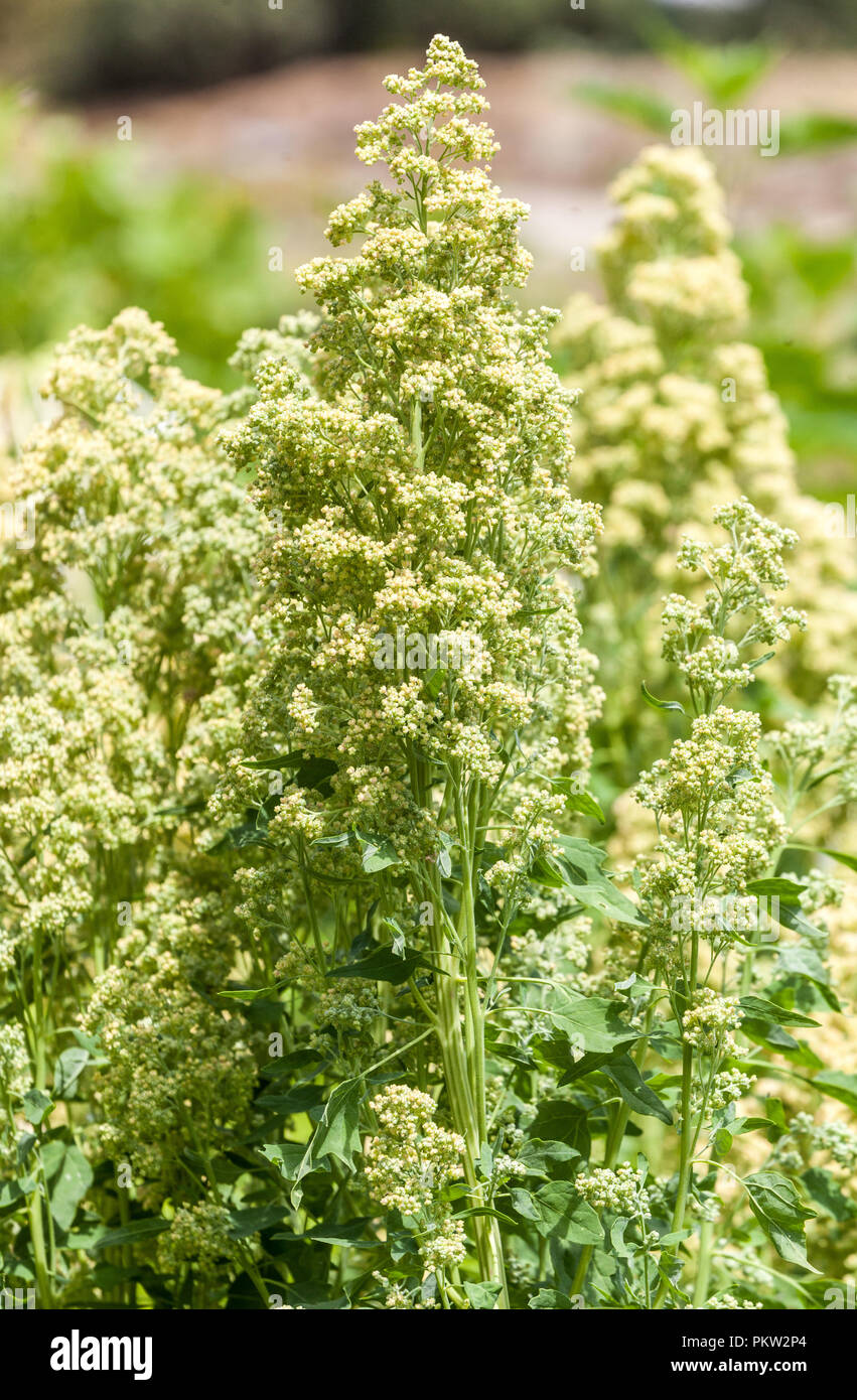 Quinoa, Chenopodium quinoa " Tenuco " Stock Photo