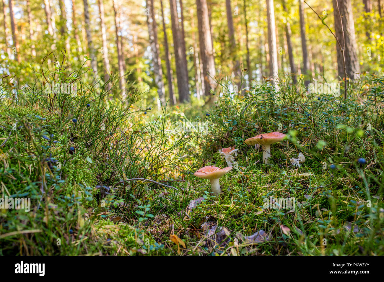 Poisonous mushrooms in the deep Scandinavian forest during a late summer day Stock Photo