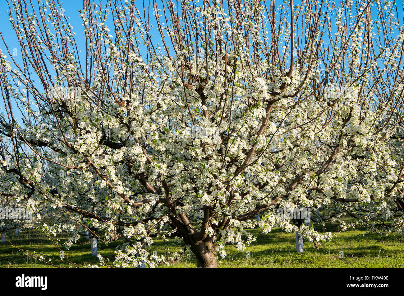 Plum trees in blossom in orchard in spring Stock Photo