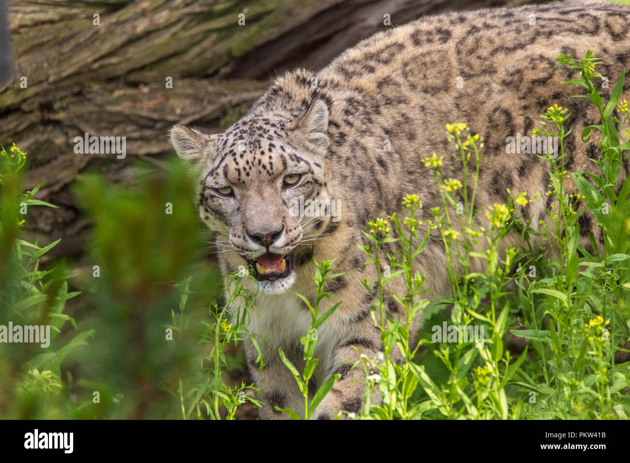 Snow Leopard Closeup Stock Photo