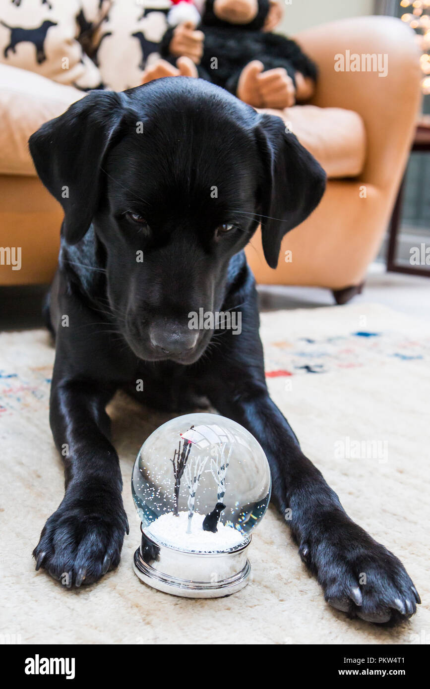 Black labrador at Christmas with snow globe Stock Photo - Alamy