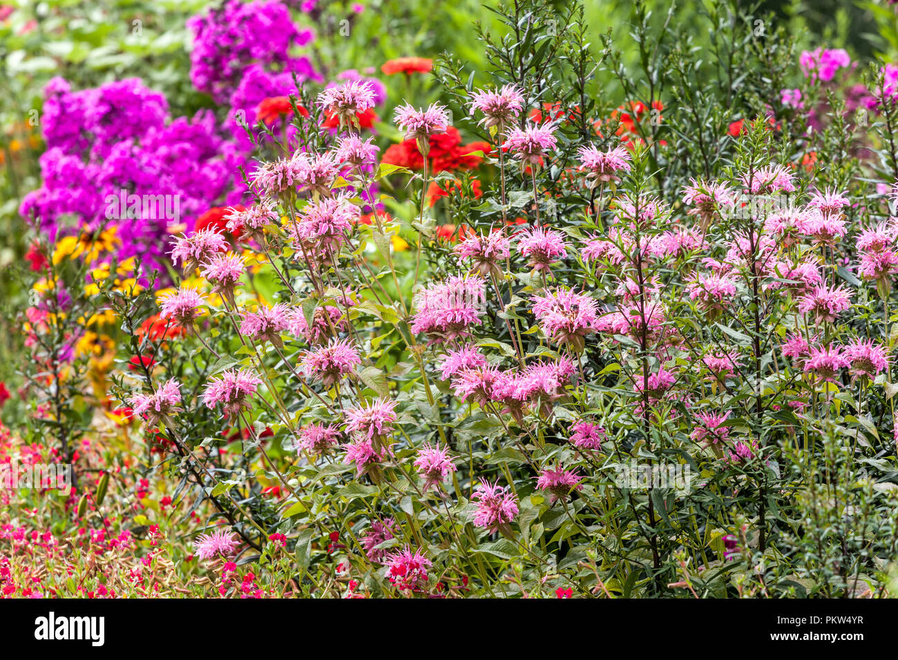 A colorful combination of a summer flower bed in a cottage flowers garden border, Monarda, phlox purple garden Pink flowers in July Stock Photo