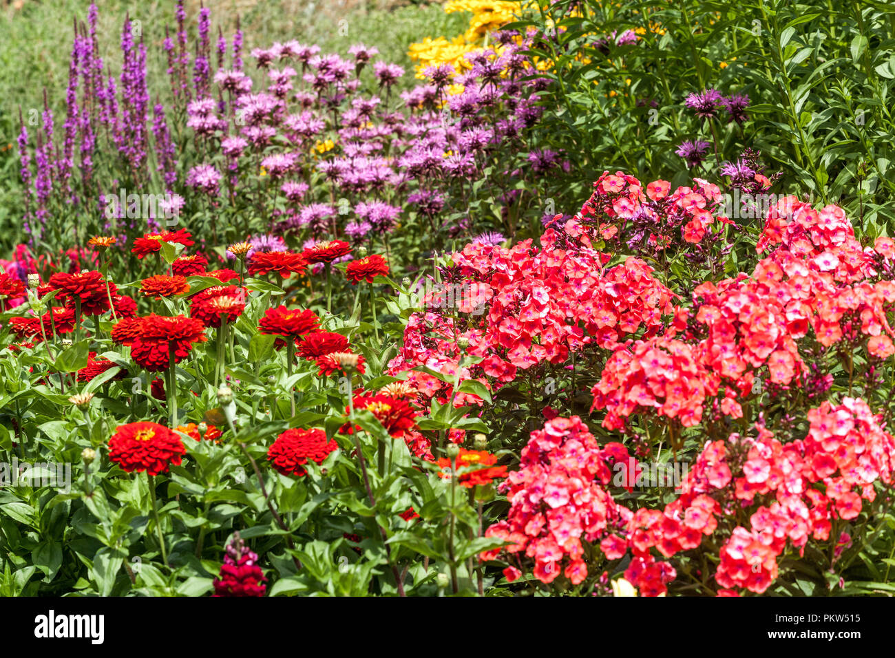 A colorful combination of a summer flower bed in a cottage garden border, Phlox, Zinnias, Salvia, Monarda, Red flowers in a border Stock Photo