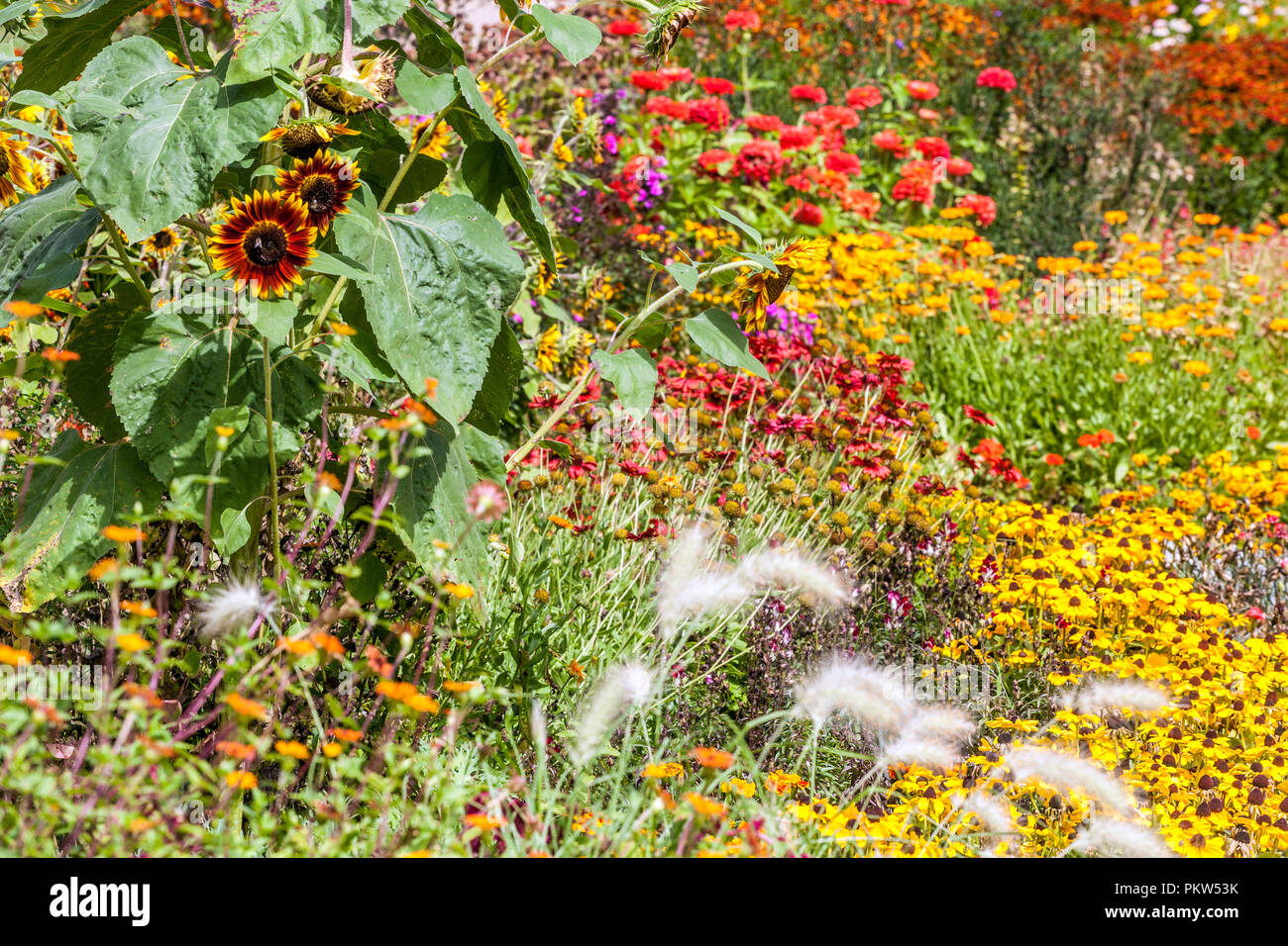 Colorful garden flowers, a summer flower bed in a cottage garden, Rudbeckia hirta Sonora Chine Astra Amaranth Sunflowers, planting combination Stock Photo