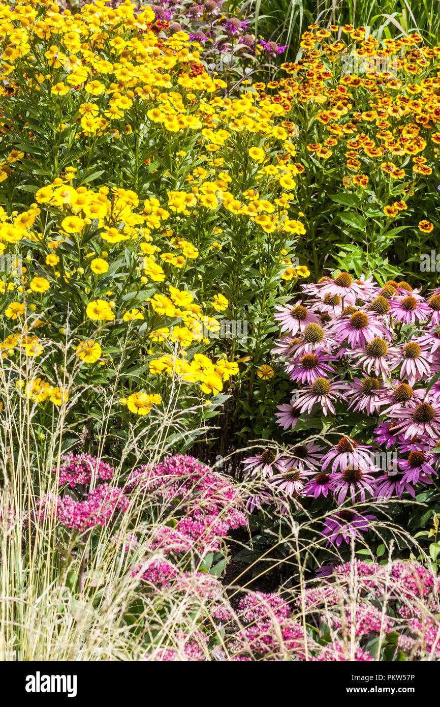 A colorful summer garden flower bed in a cottage garden, Echinacea,  Rudbeckia, Sneezeweeds Stock Photo