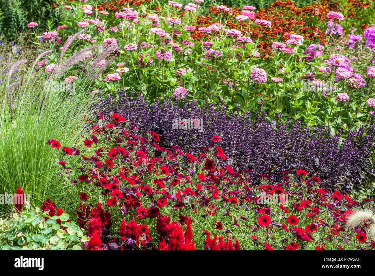 A colorful combination of summer flowers in cottage garden beds Stock Photo