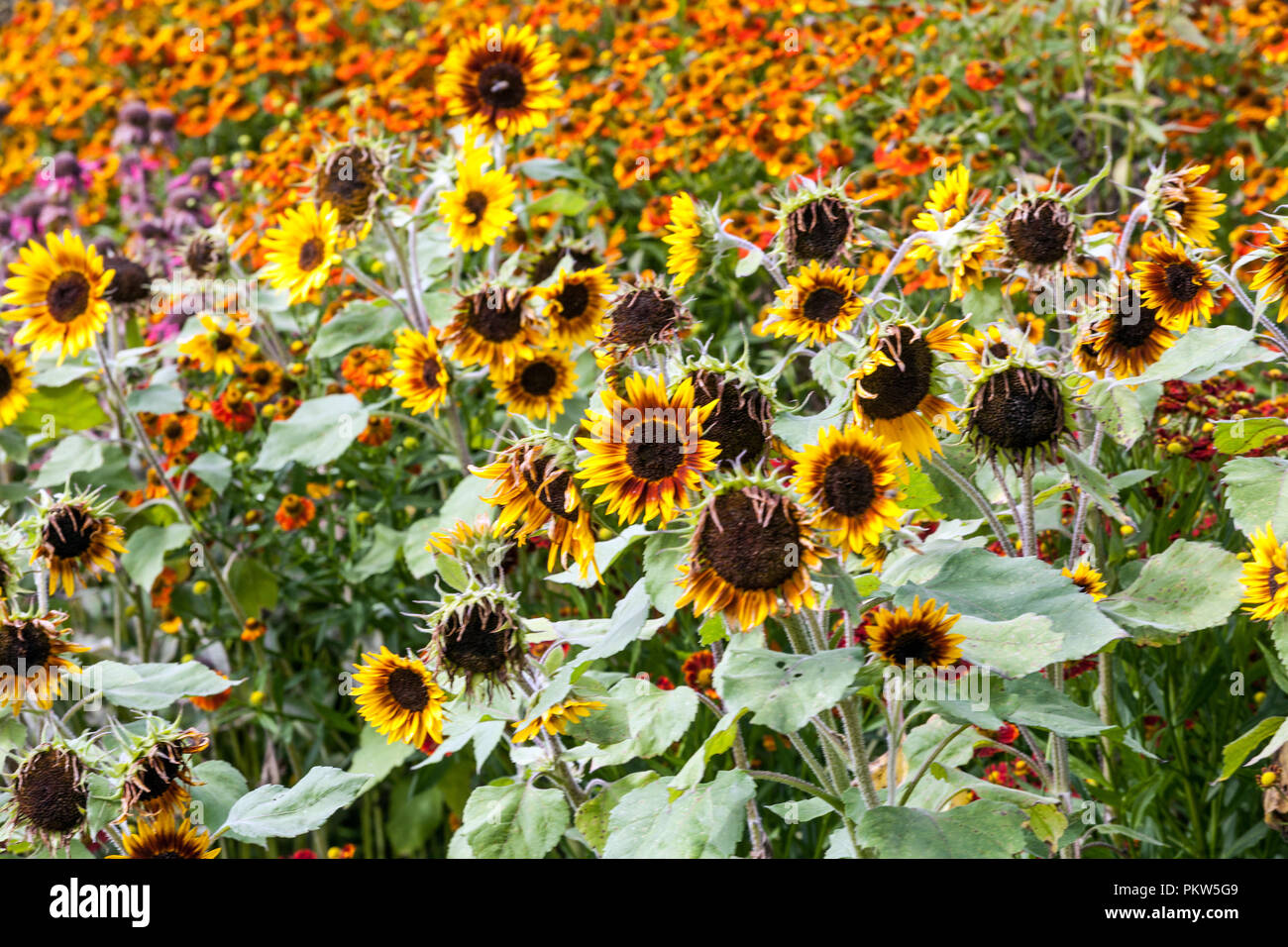 Colourful Combination Summer Flower Bed in Cottage Garden Sunflowers Summer garden Border July Flowers Helianthus Helenium Colorful Flowerbed Mixed Stock Photo