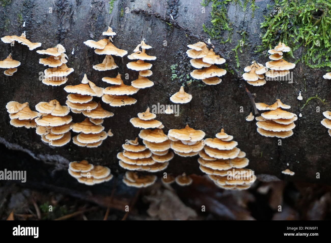 Wild small brown mushrooms growing on a tree trunk with green moss in