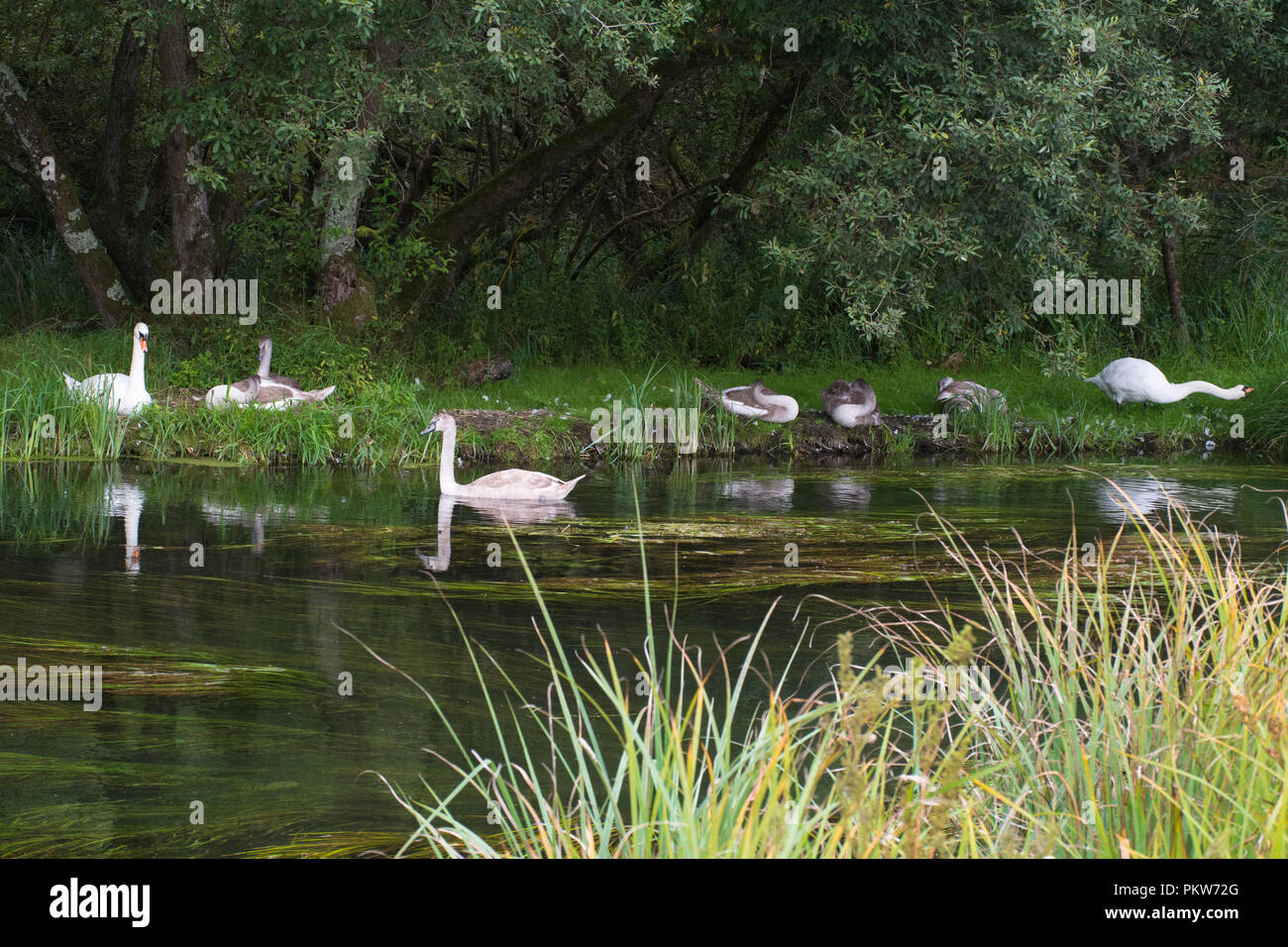 Family of mute swans with cygnets beside the River Test near Stockbridge in Hampshire, UK Stock Photo