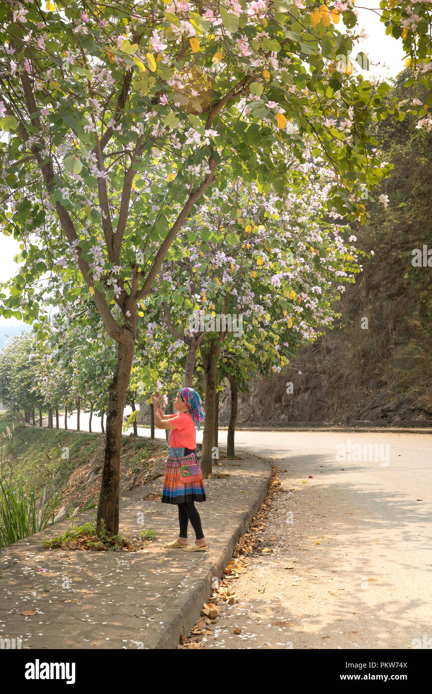 A H'Mong ethnic minority woman walks along the road with Bauhinia variegata blooming flowers Stock Photo