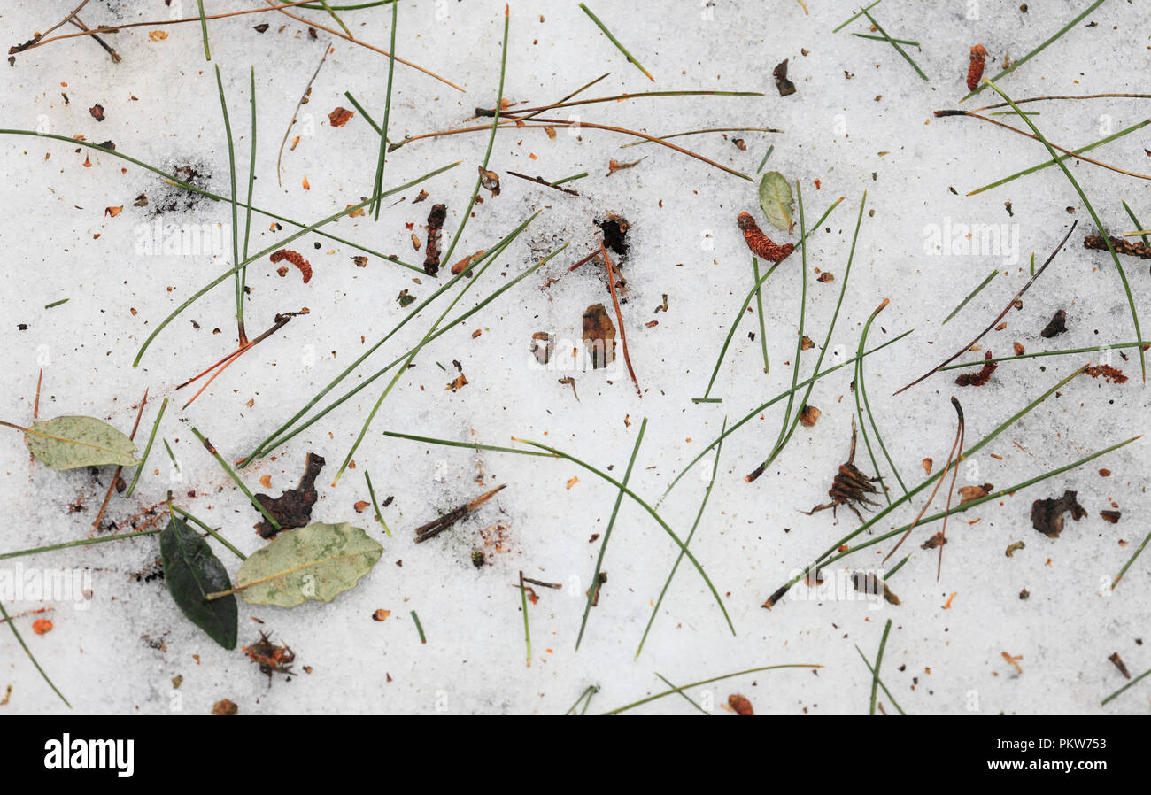 Pine needles and leaves on the snow covered ground in a wood. Stock Photo