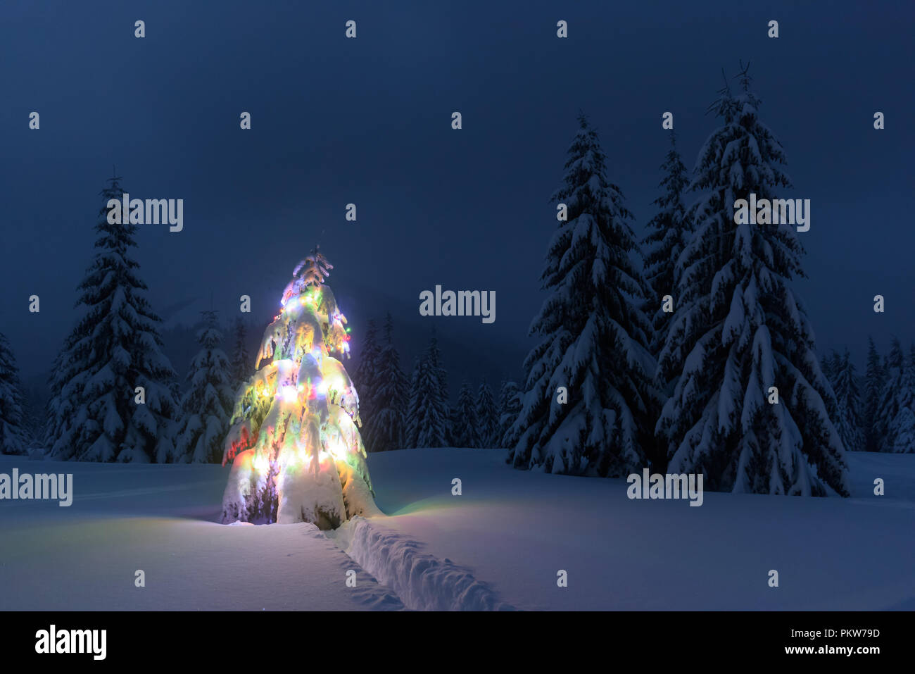 Christmas tree with lights Stock Photo - Alamy