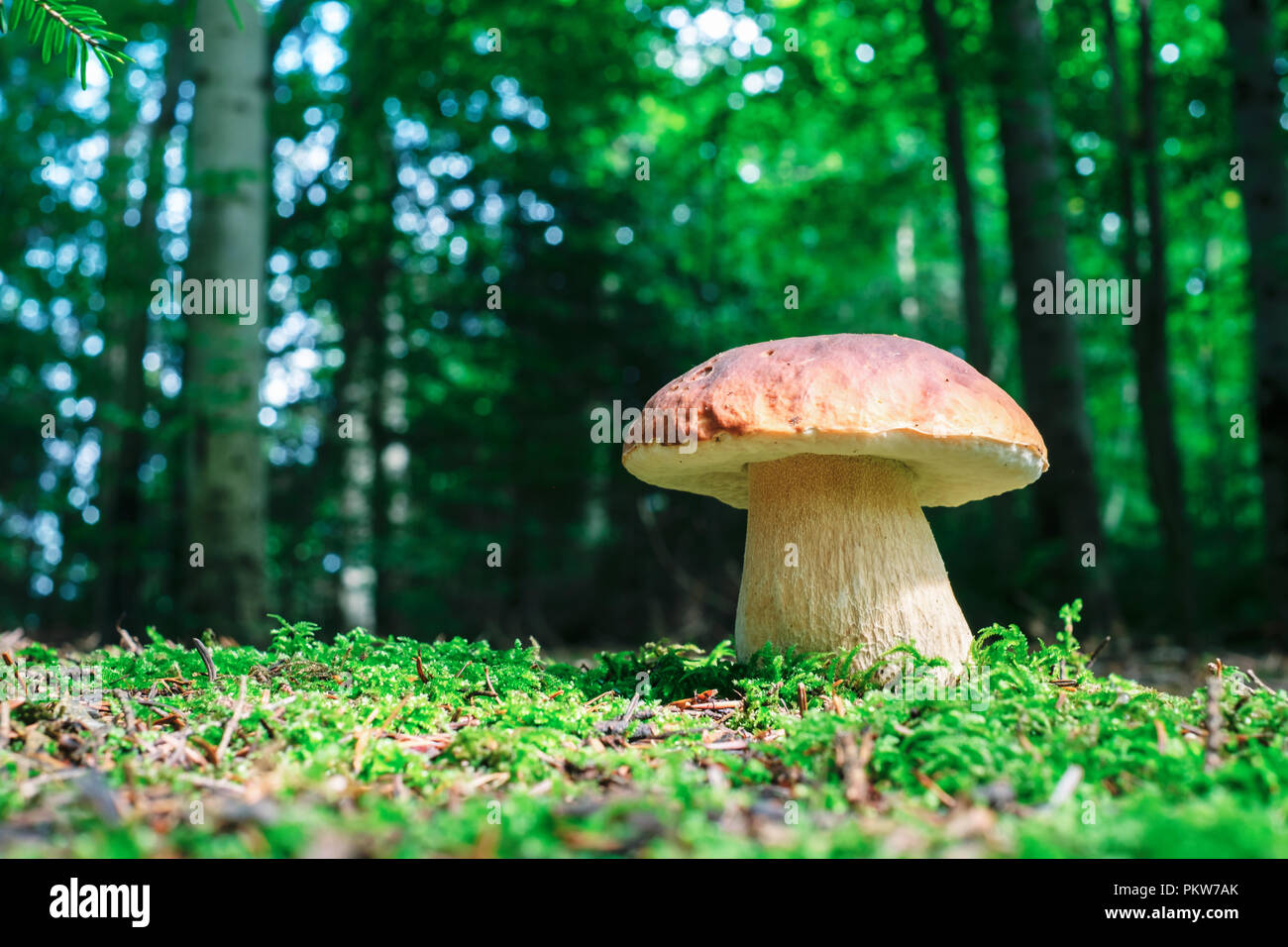 White mushroom in summer forest Stock Photo