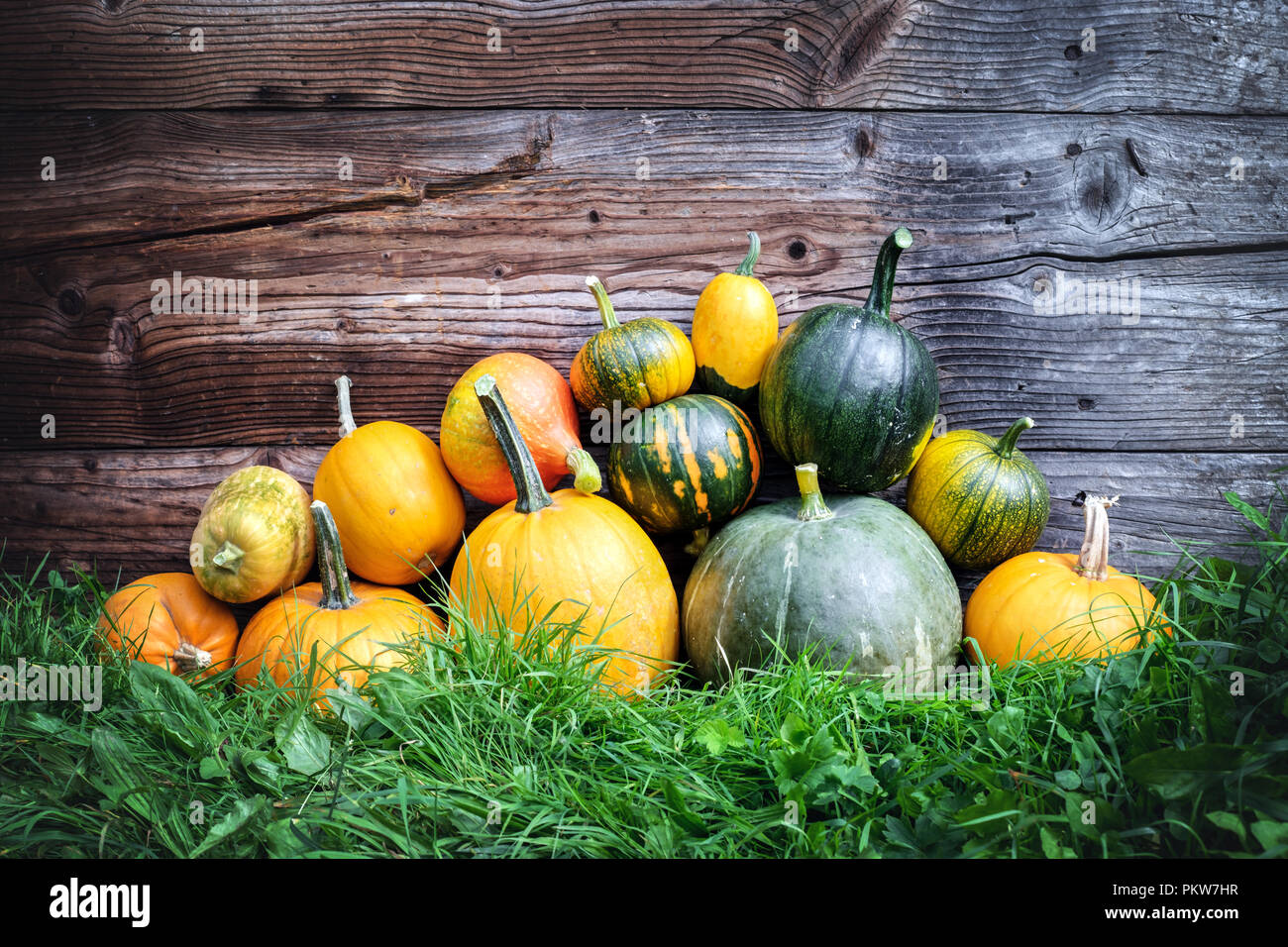 Different kind of pumpkins in garden grass near old wooden wall Stock Photo