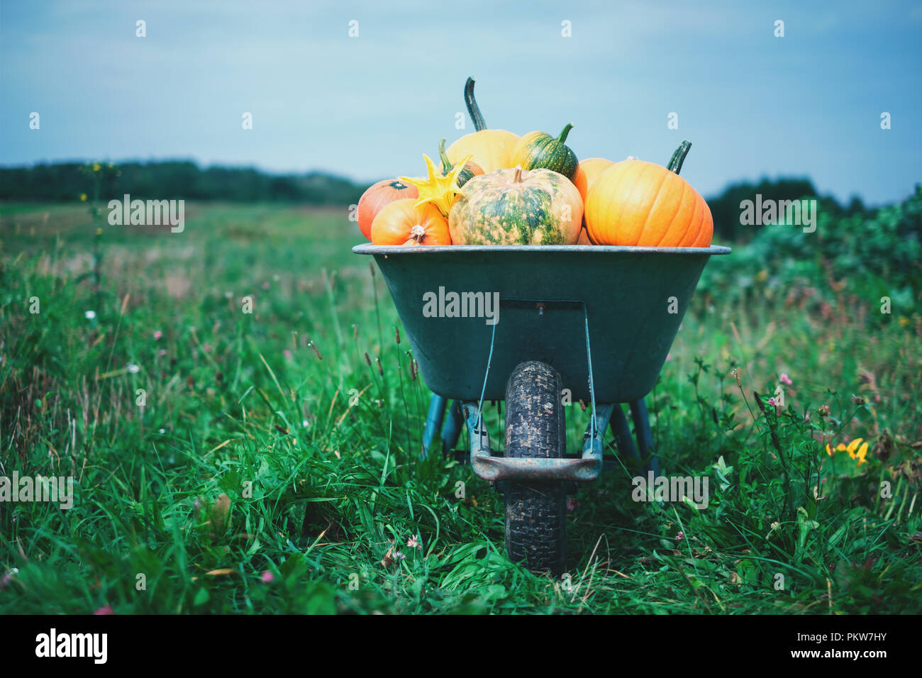 Different kind of pumpkins in wheelbarrow Stock Photo