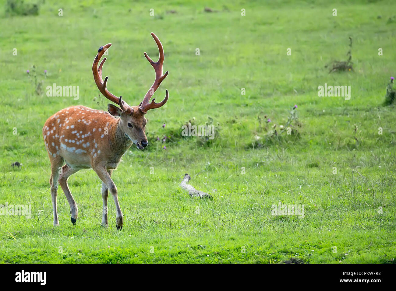 Pere David's deer in a clearing Stock Photo