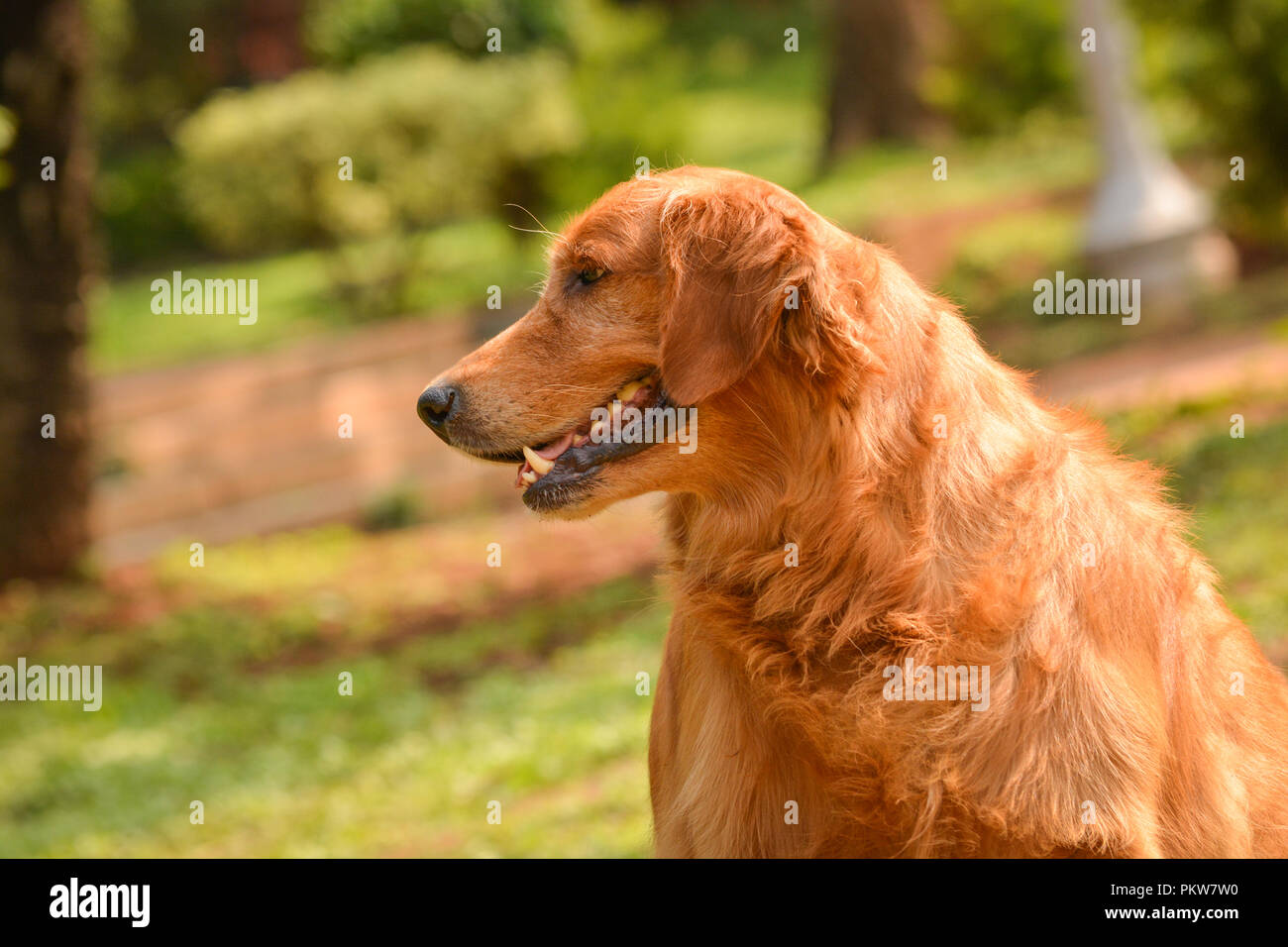 purebred golden retriever dog sitting in park alone Stock Photo - Alamy