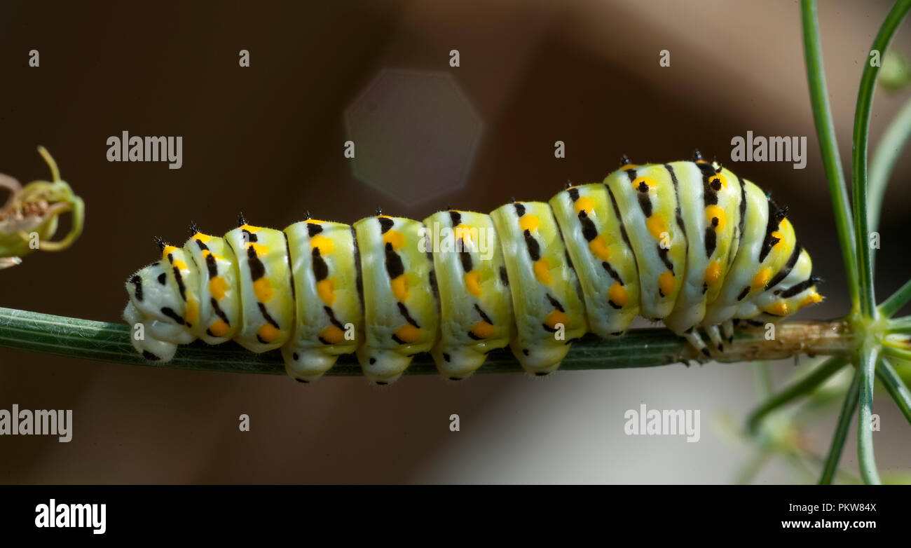 (Caterpillar) Tiger Swallowtail-Pterourus glaucus caterpillar Stock Photo
