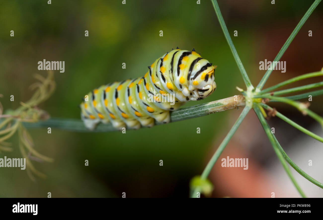 (Caterpillar) Tiger Swallowtail-Pterourus glaucus caterpillar Stock Photo