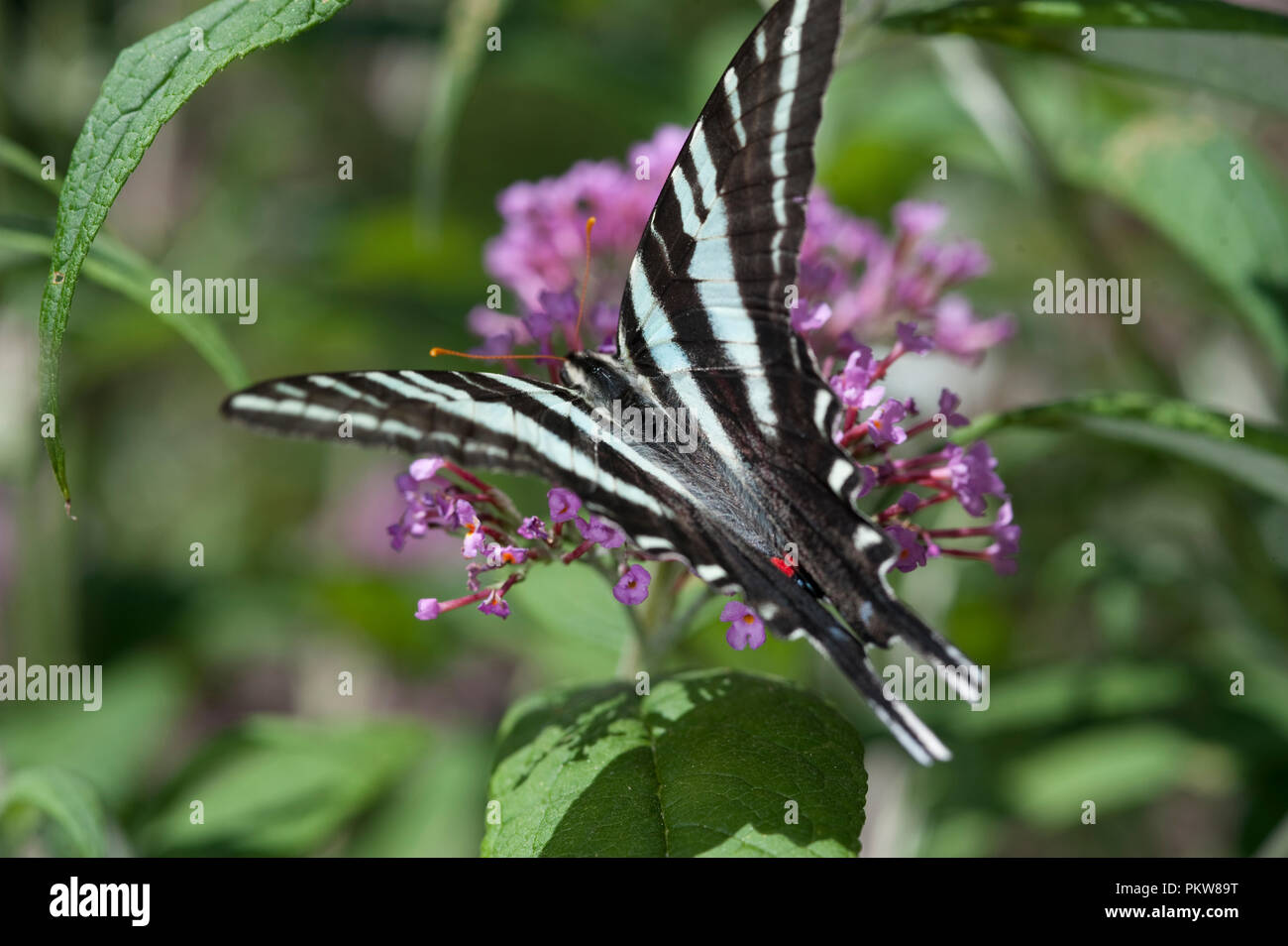 Zebra swallowtail - Centaurea maculosa Stock Photo