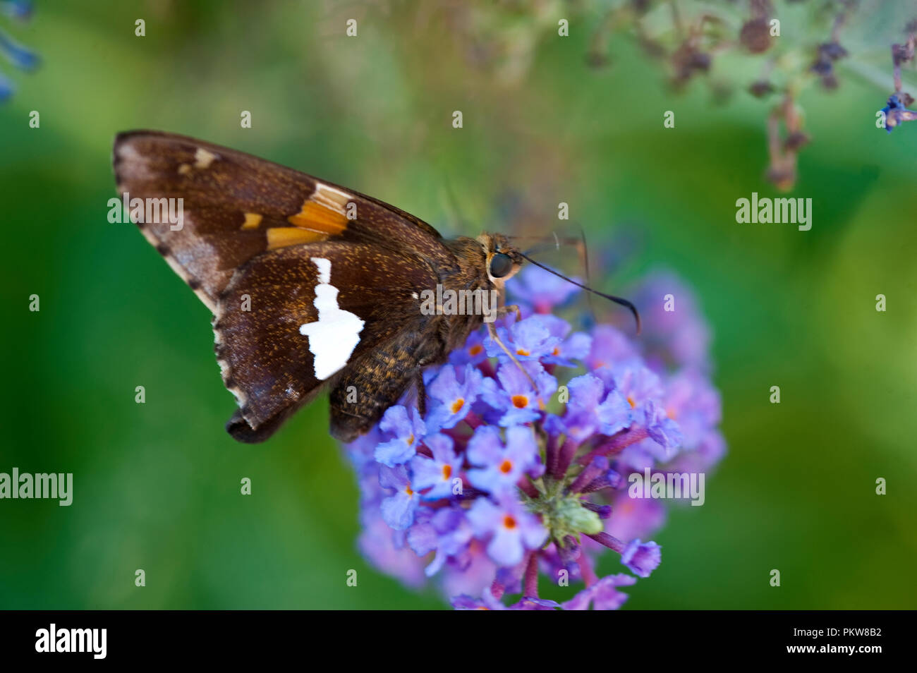 Silver-Spotted Skipper Butterfly - Epargyreus clarus Stock Photo