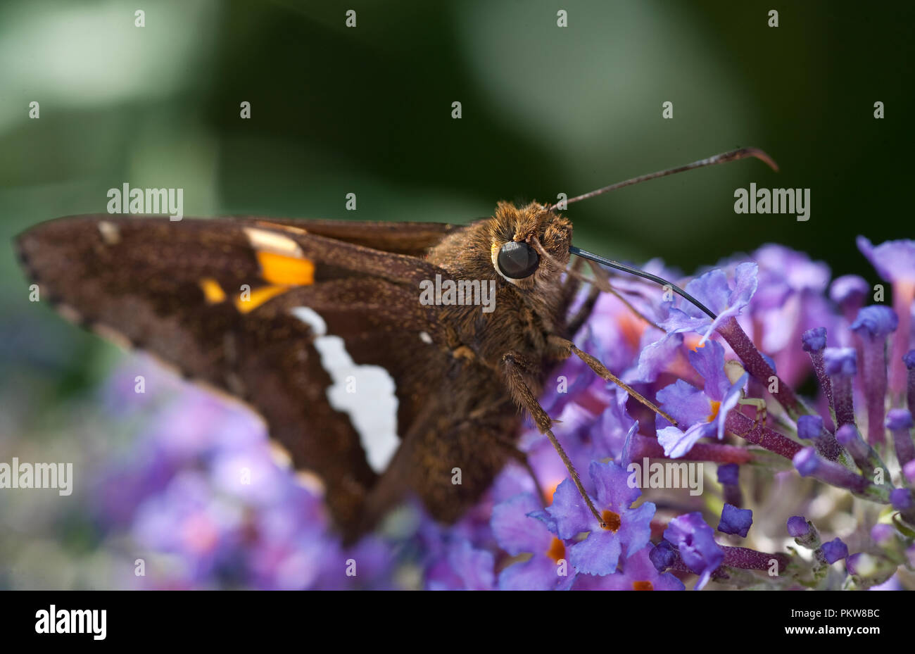 Silver-Spotted Skipper Butterfly - Epargyreus clarus Stock Photo