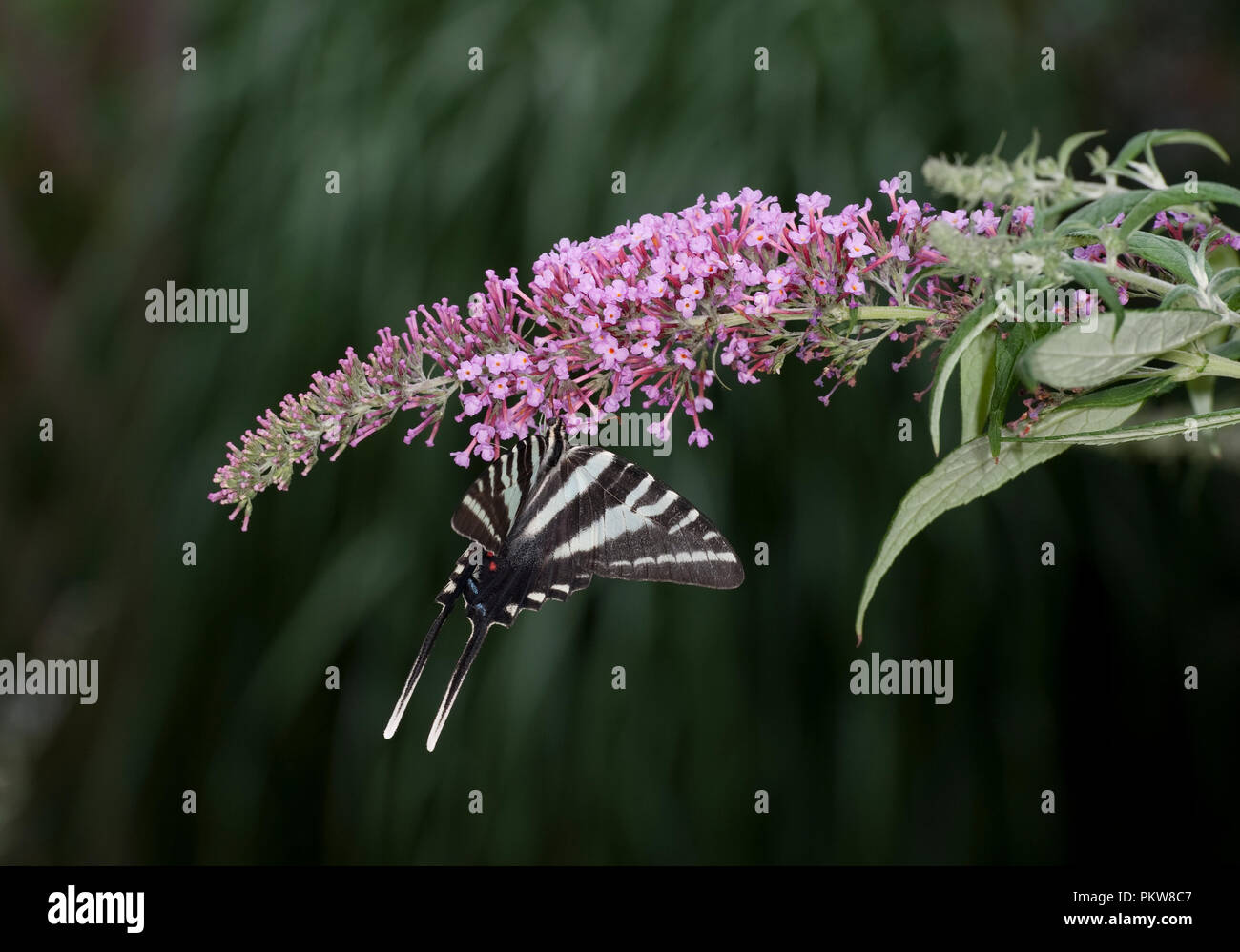 Zebra swallowtail - Centaurea maculosa Stock Photo