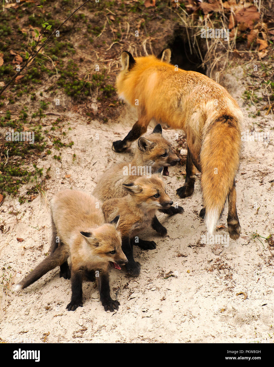 Red Fox mother and her three kits in front of the den enjoying its ...