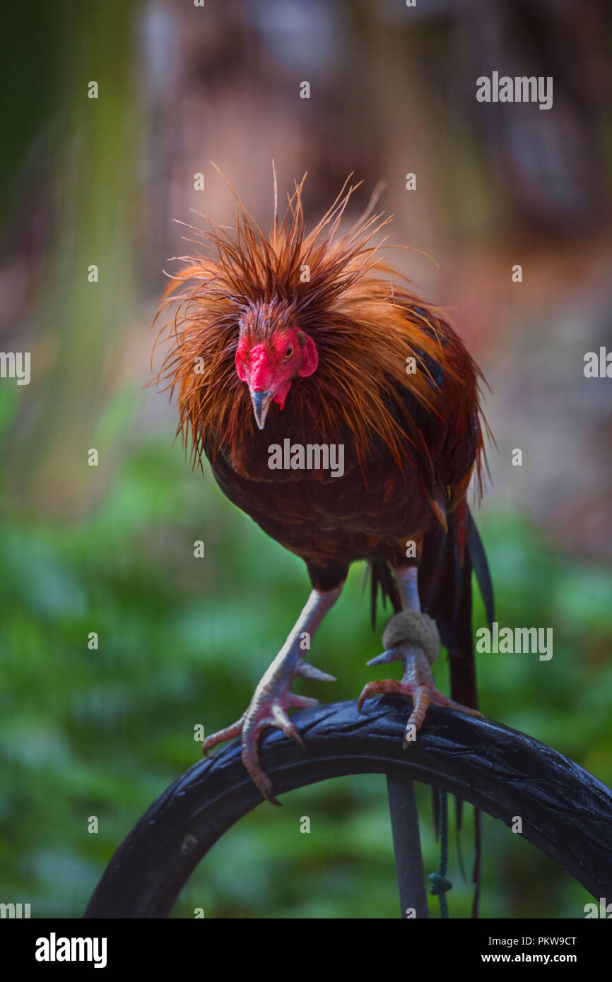 เกี่ยวกับ พันธุ์ไก่ชน