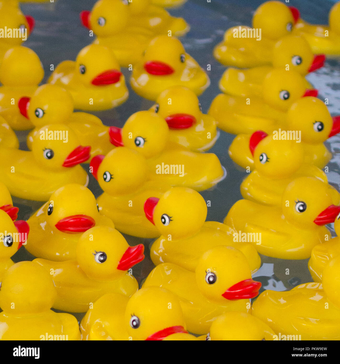 Floating rubber ducks Stock Photo