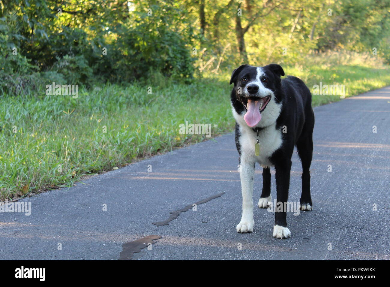 Border Collie alert with tongue hanging and tired but alert and waiting for command Stock Photo