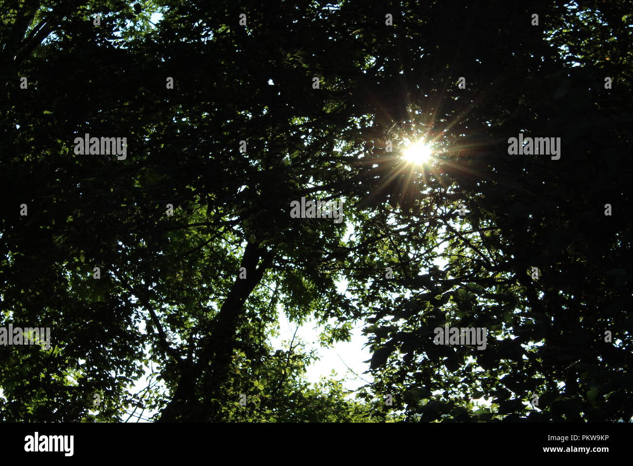 Light shining through trees hires stock photography and images Alamy