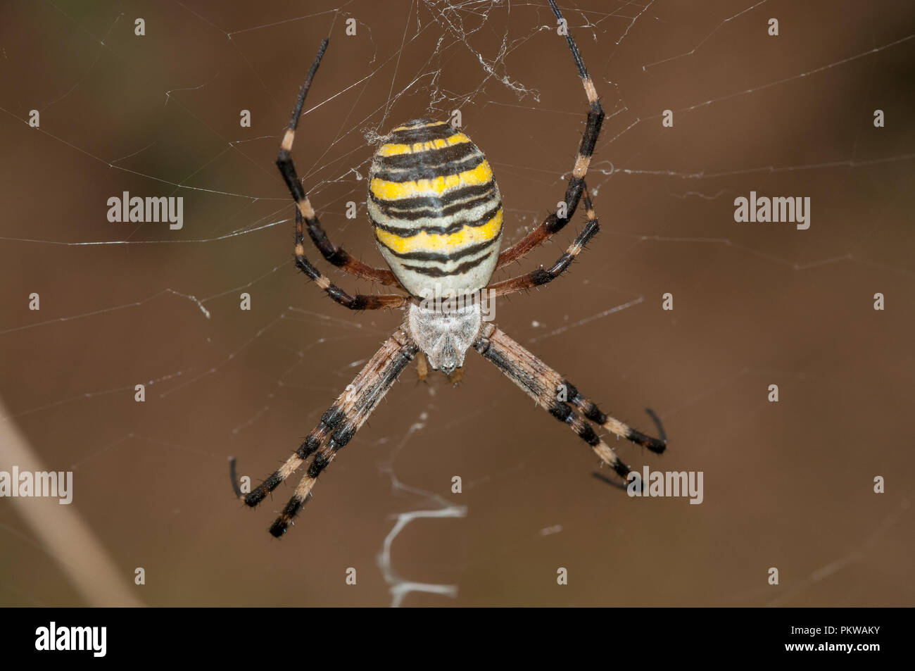 wasp spider, Argiope bruennichi, on web, Santpedor, Catalonia, Spain Stock Photo