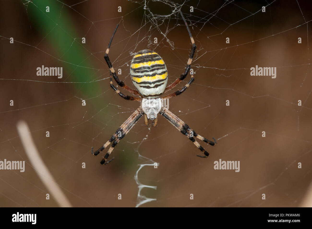 wasp spider, Argiope bruennichi, on web, Santpedor, Catalonia, Spain Stock Photo