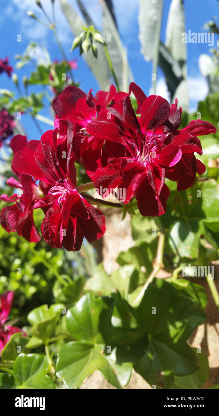 Burgundy flower hires stock photography and images Alamy