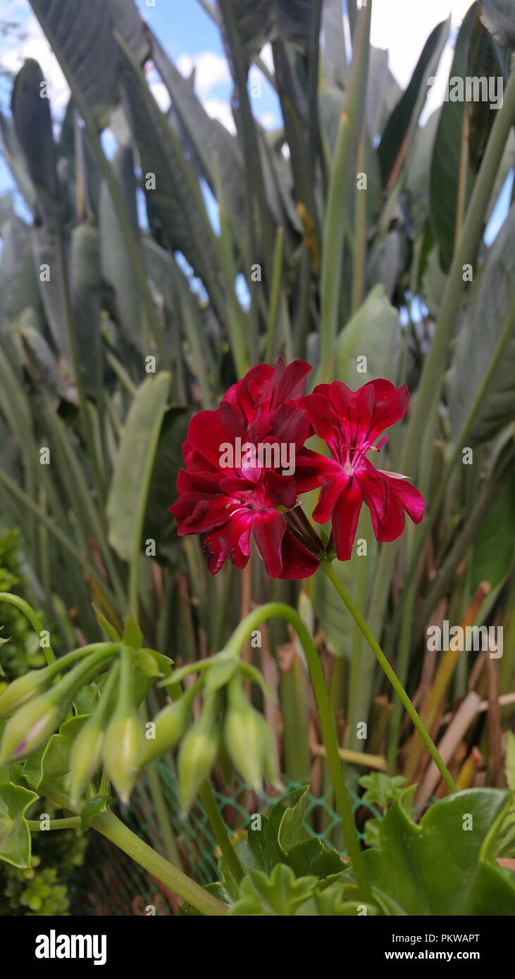 Burgundy flower in the garden Stock Photo - Alamy