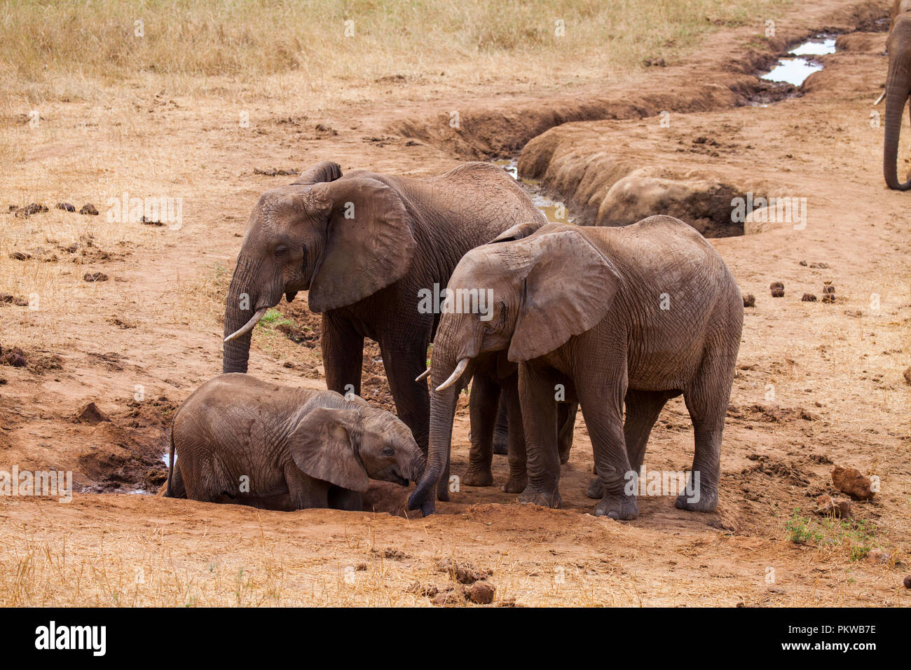 Elephants in Tsavo National Park, Kenya Stock Photo